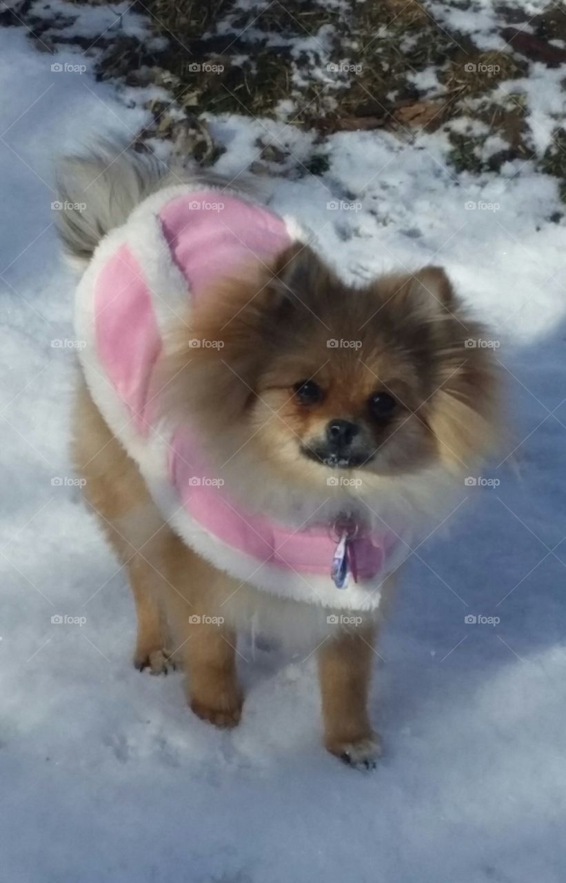 Pink coat on a little doggie