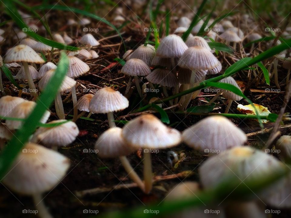 Mushroom forest 
