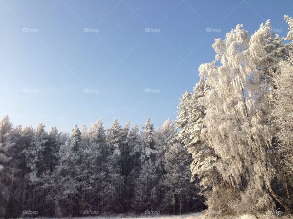 Cold snowy trees