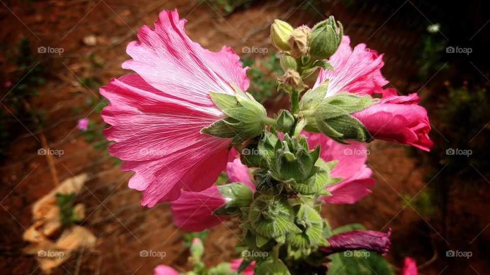 São umas flores magentas absolutamente bonitas.