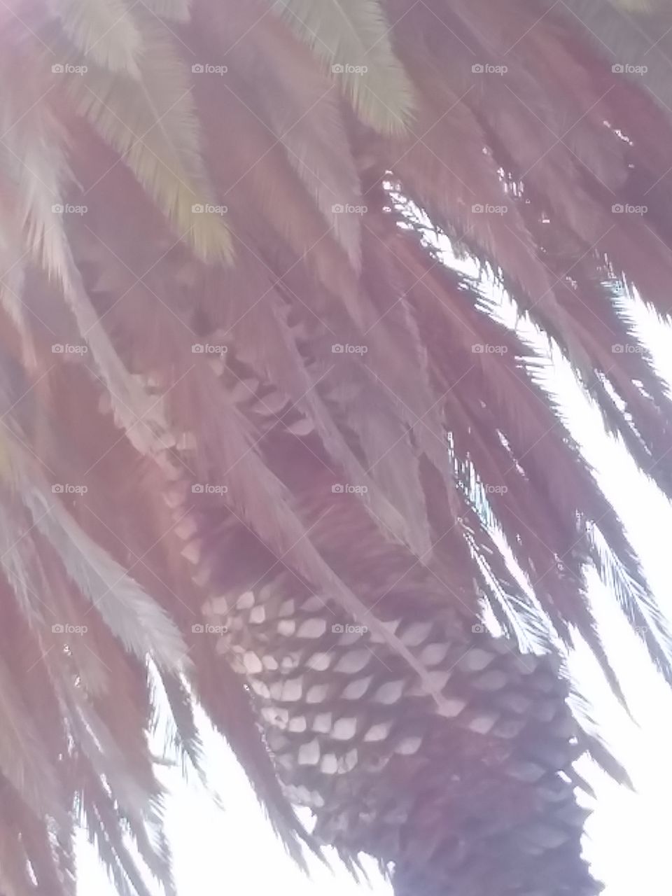 Deep and Close-up Perspective of Bulb and Palms of Tree