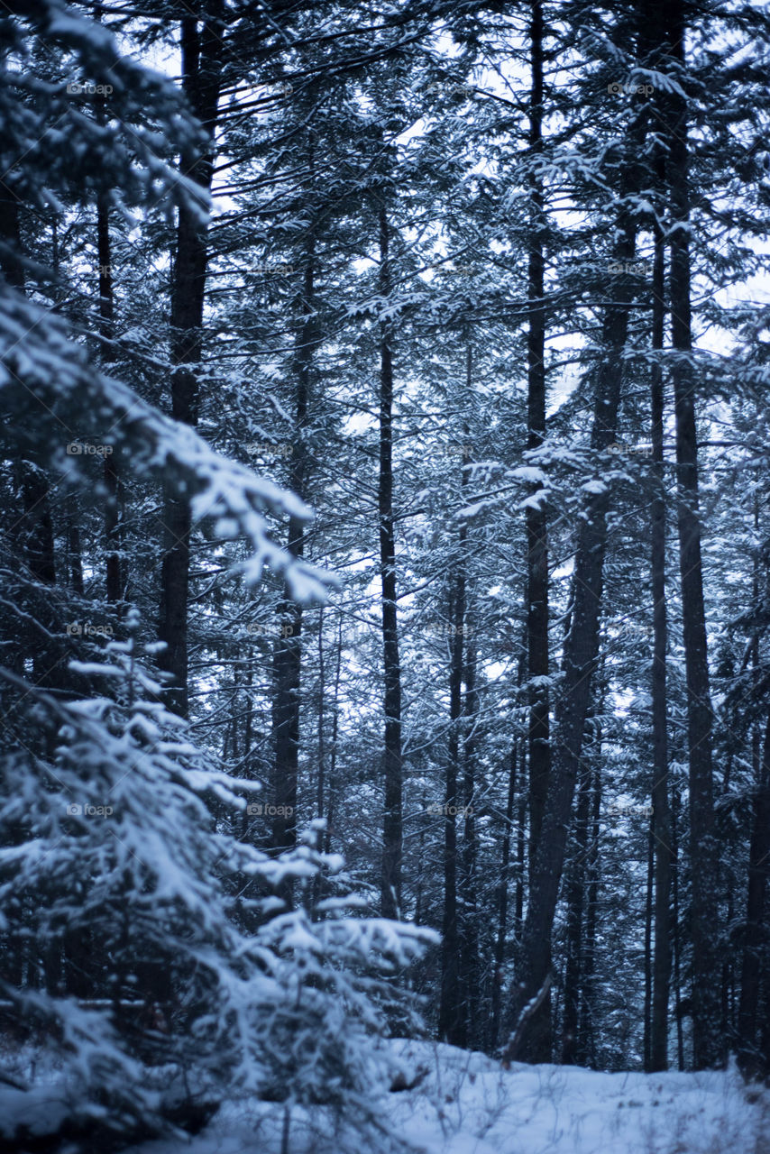 the Canadian forests in winter