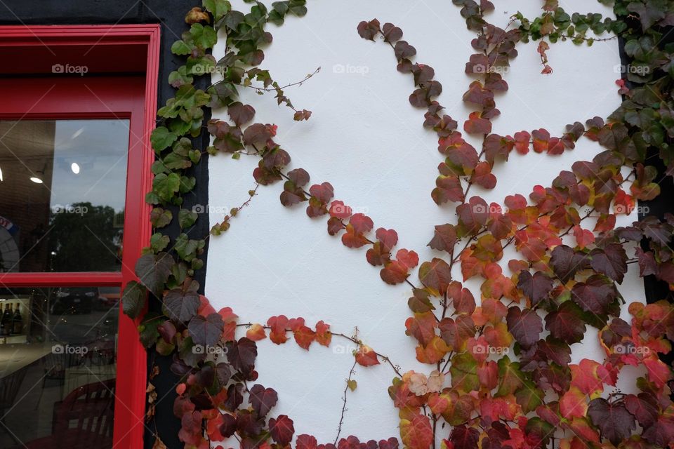 Fall added colors to a white wall.