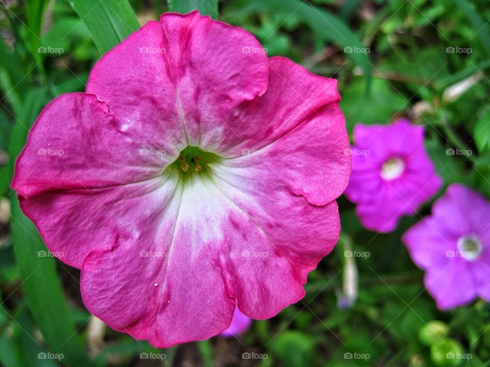 pretty in pink