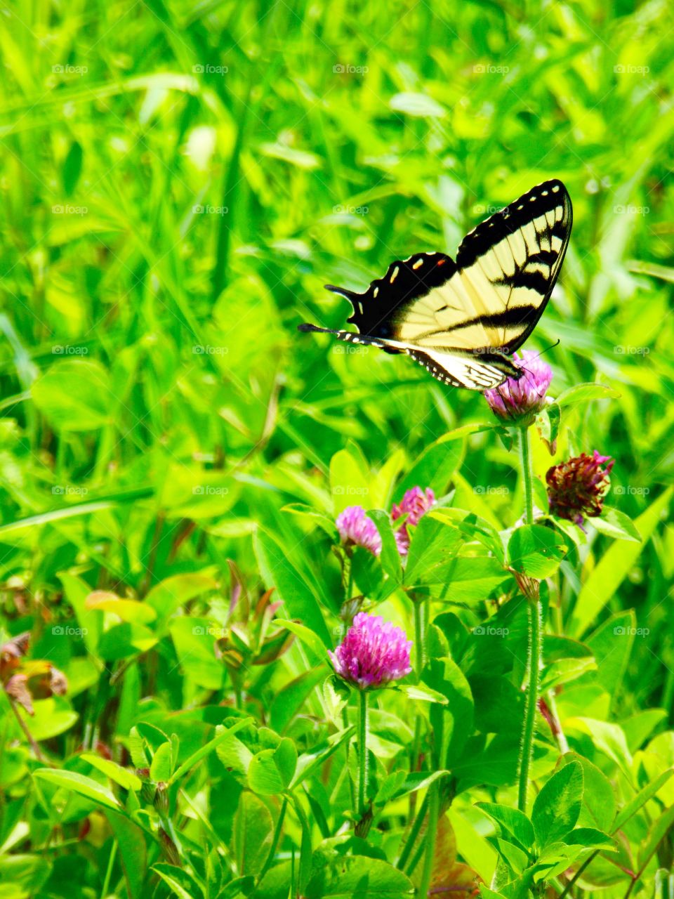 Butterfly in a field 3
