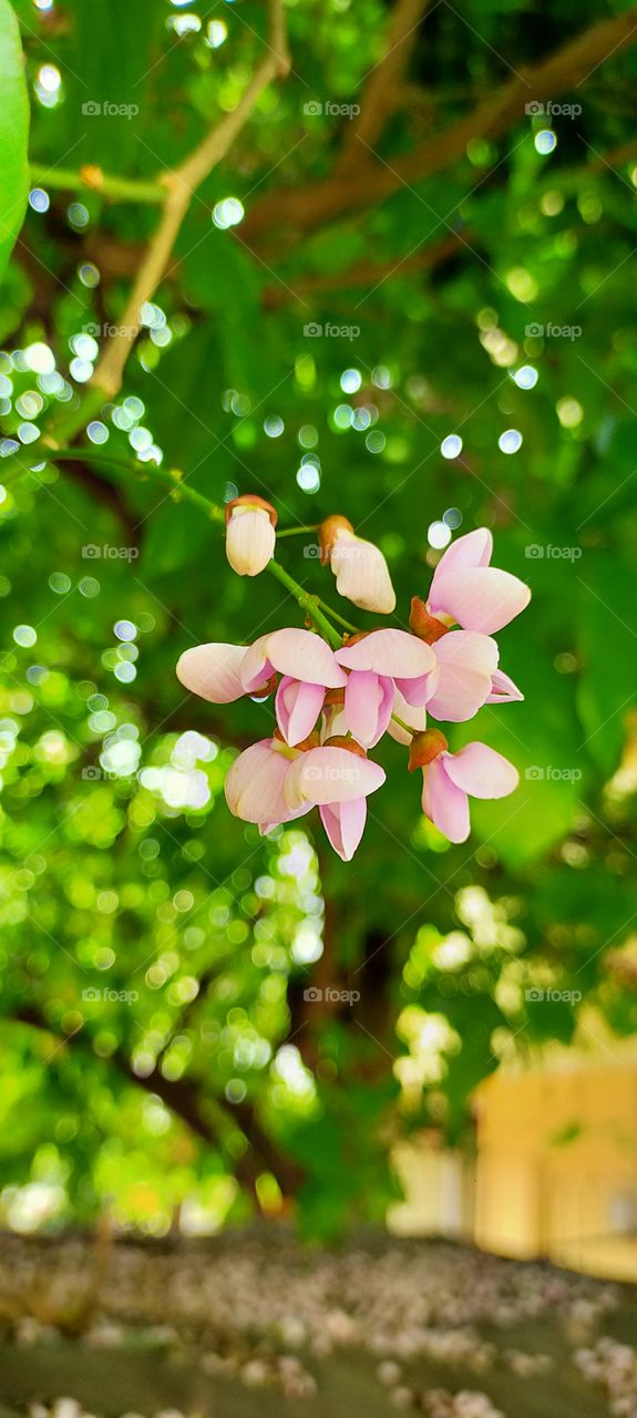 Beautiful boom of Pongamia