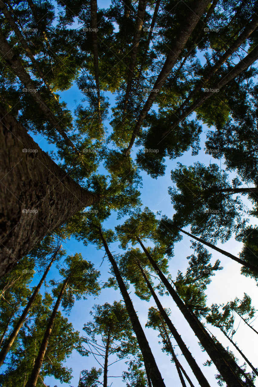 Low angle view of tree trunk