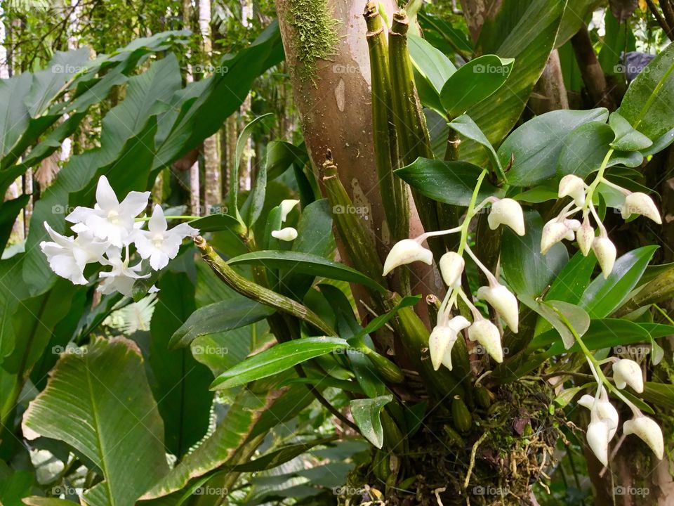 Orchids at Hawaii Tropical Botanical Garden