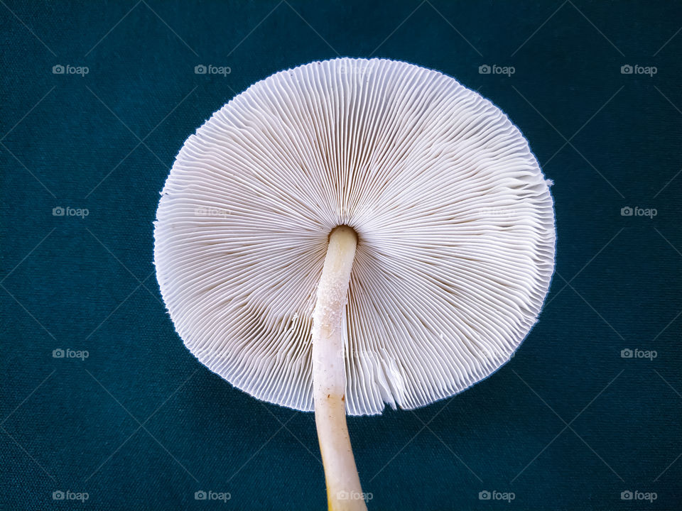 Psilocybe cubensis mushroom isolated on purple colour background