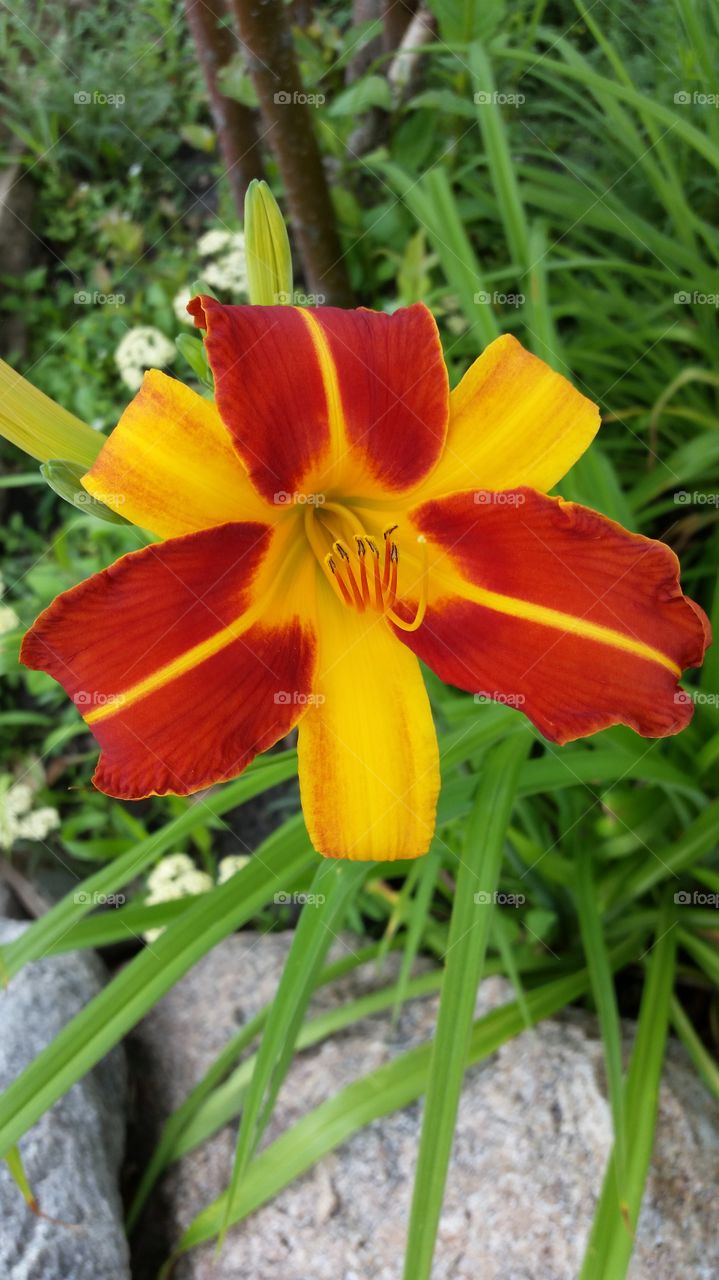 daylily streaks. a day lily in full bloom