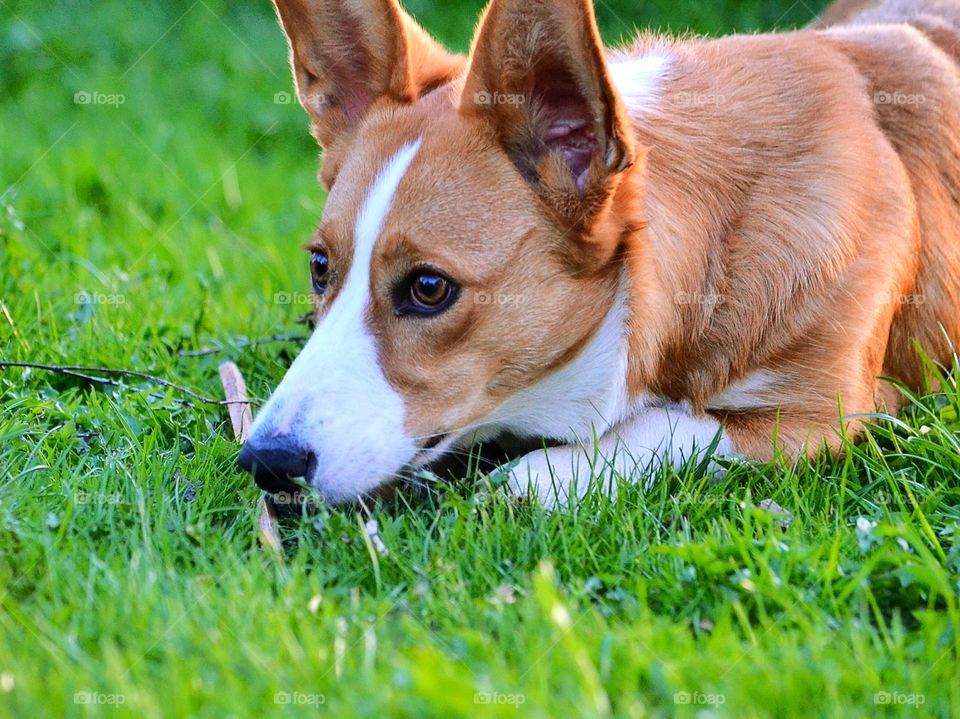 Dog sitting in grass