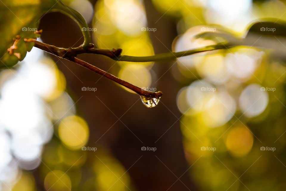 Dew Drop