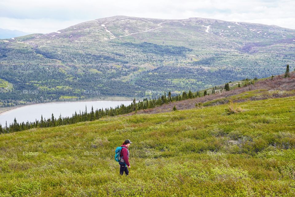 Green lush Alpine shrubs
