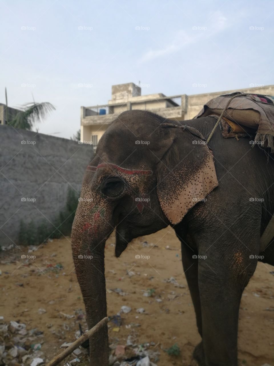 smiling elephant