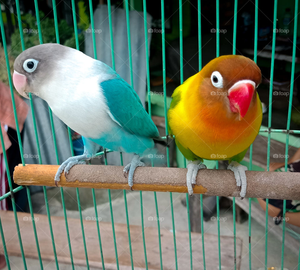 couple love bird
