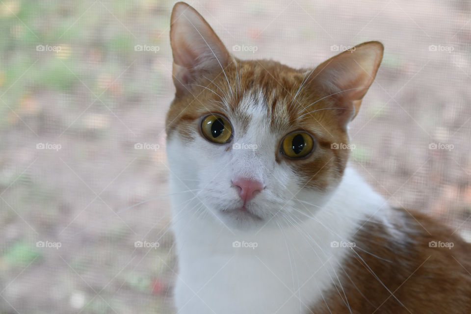 Ginger and white cat sitting on a ledge