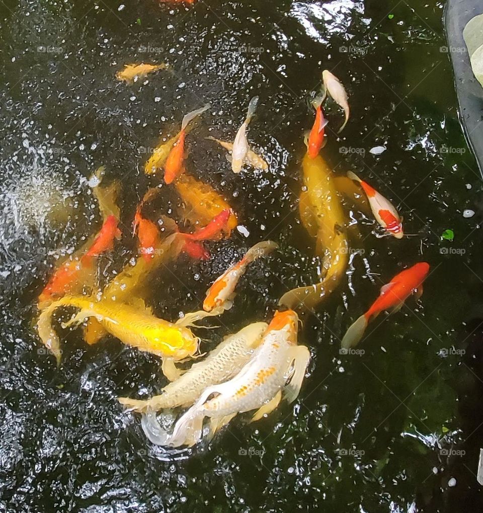 Koi fish pond of different colors and sizes. Fish at surface to eat floating food. Splashing is loud as fish jump and splash.