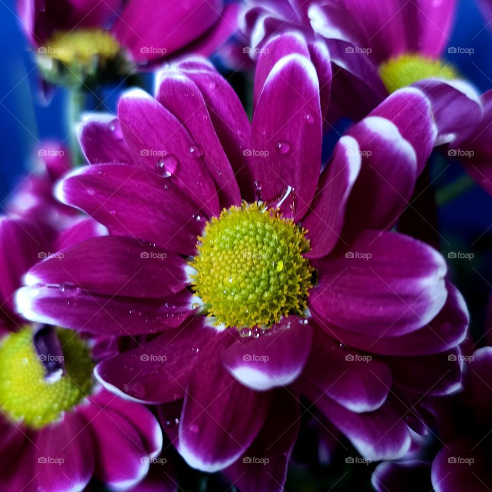 A Beautiful Atumnn Flower- Chrysanthemus