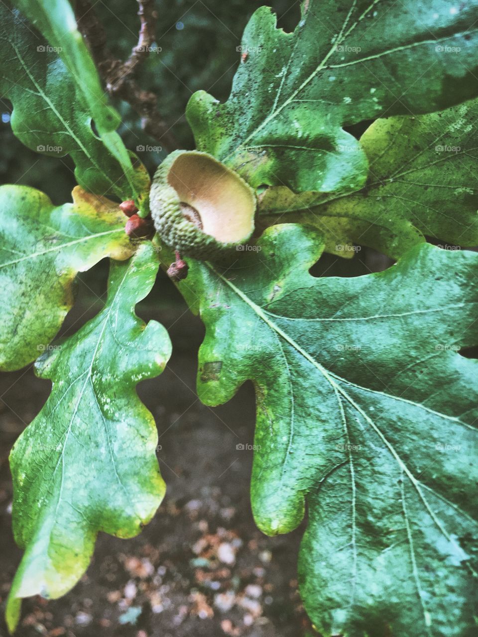 An empty acorn cup. 