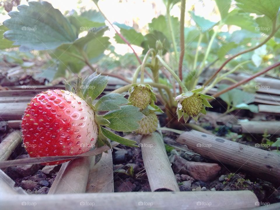 strawberry