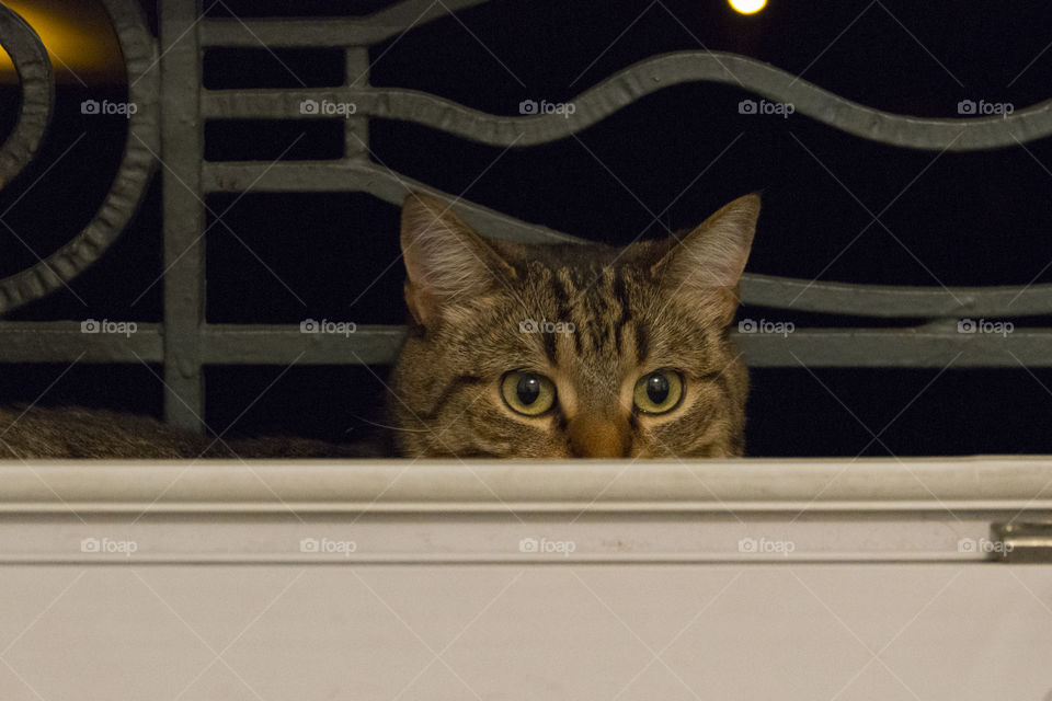 Tabby cat looking inside the house from window
