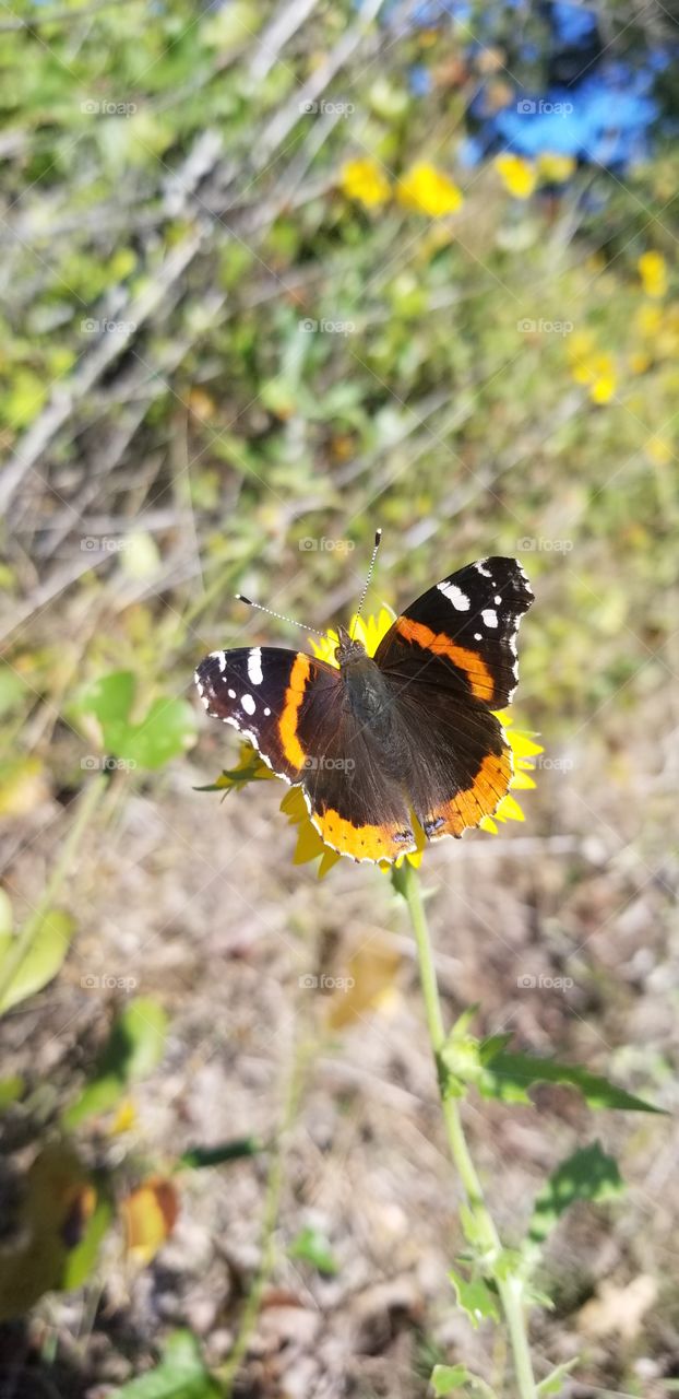 A Red Admiral butterfly (Vanessa atalanta) feeds from a bright yellow flower in a grassy field.