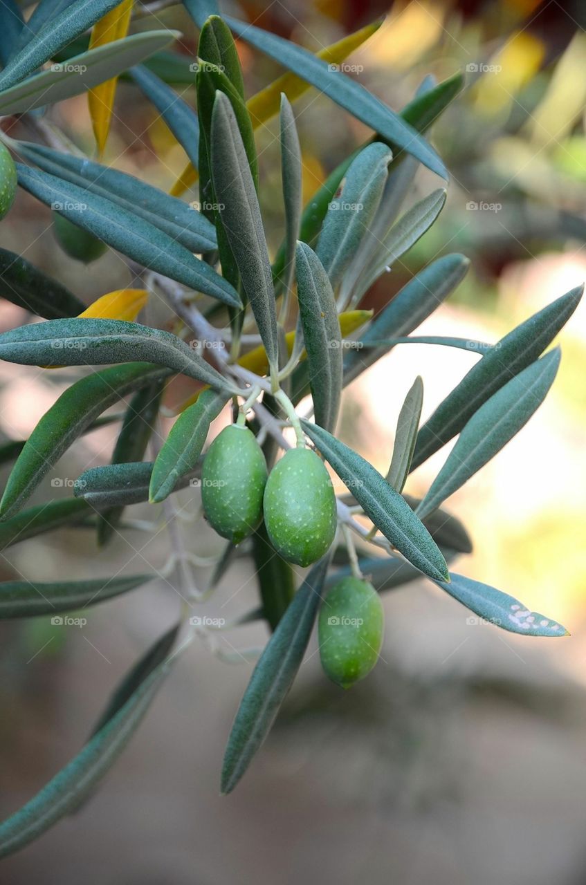 Olives