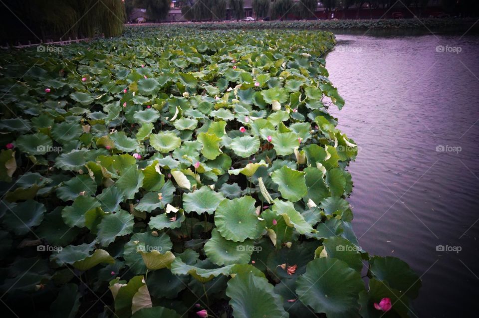 lotus flower. lake covered with lotus, China