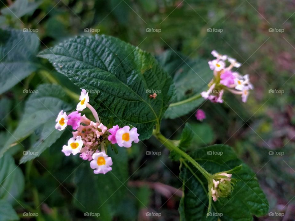 Green plant with pink and white colour flowers.