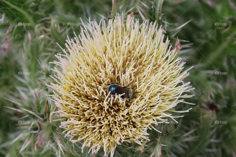 Bee in yellow flower