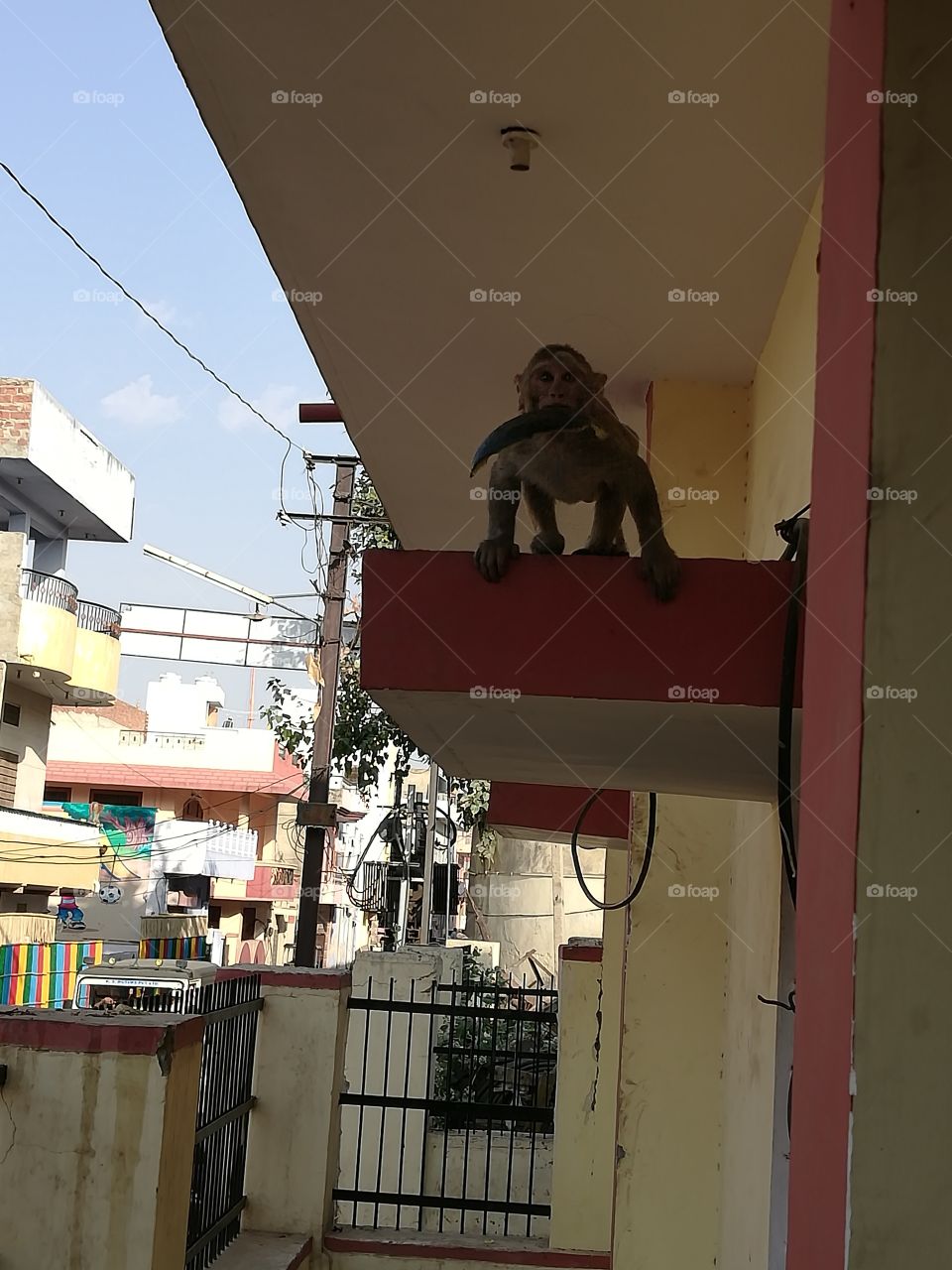 Monkey thieves