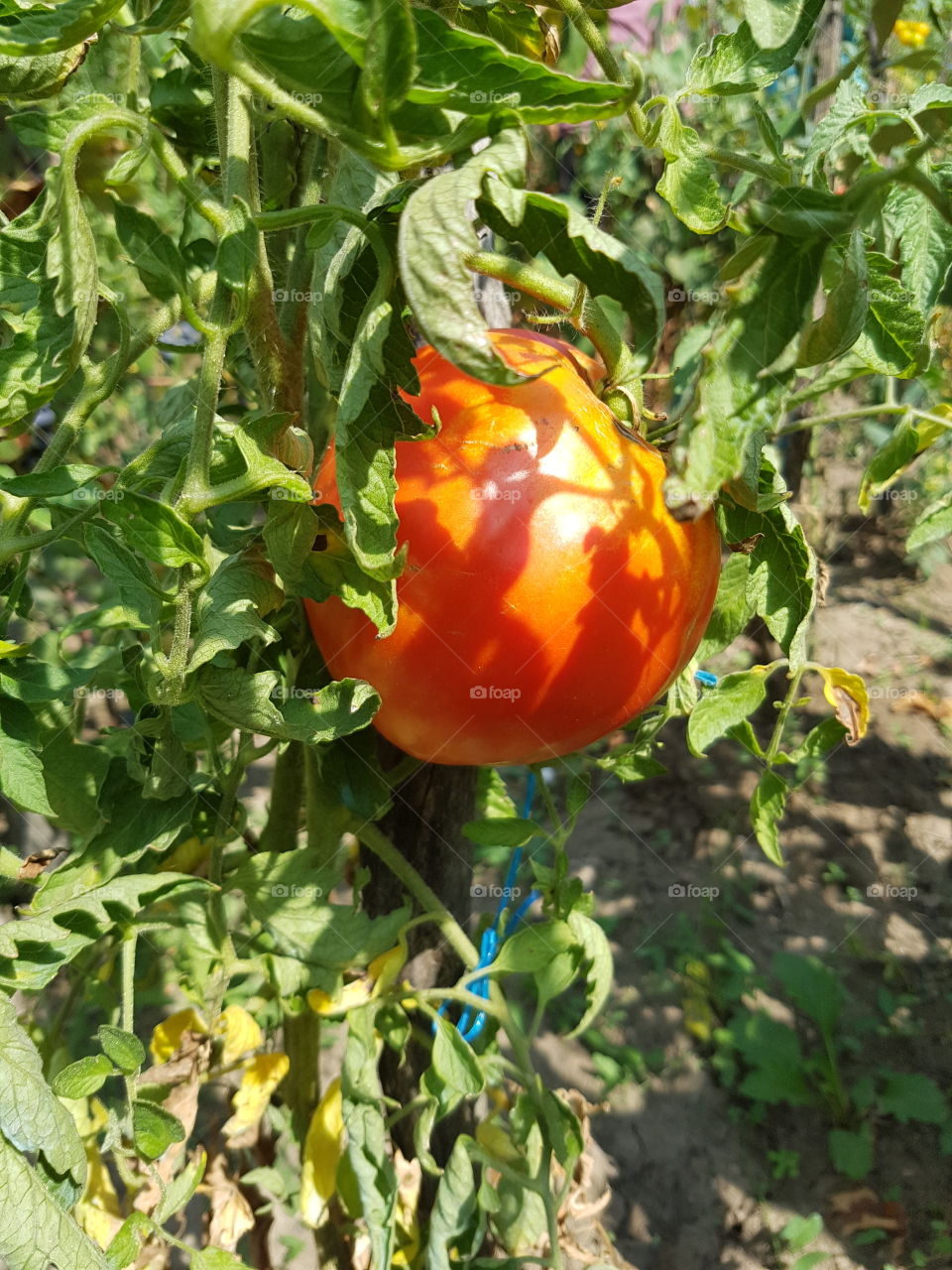 tomato into the garden