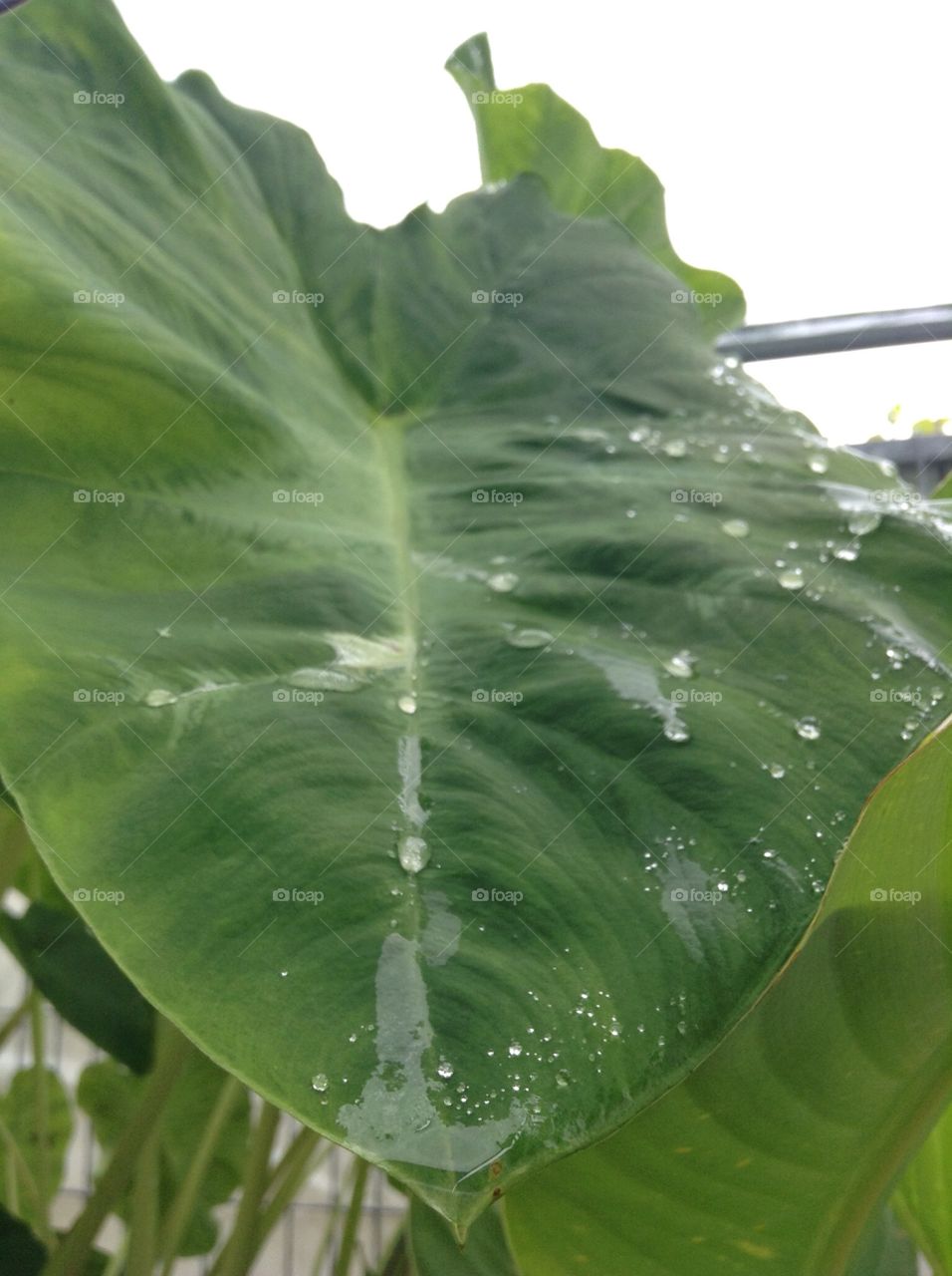 Raindrops on an Elephant Ear leaf.