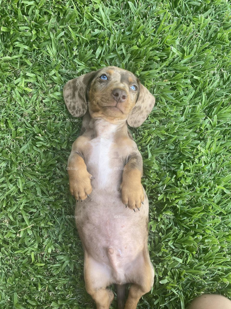 Blue eyed puppy