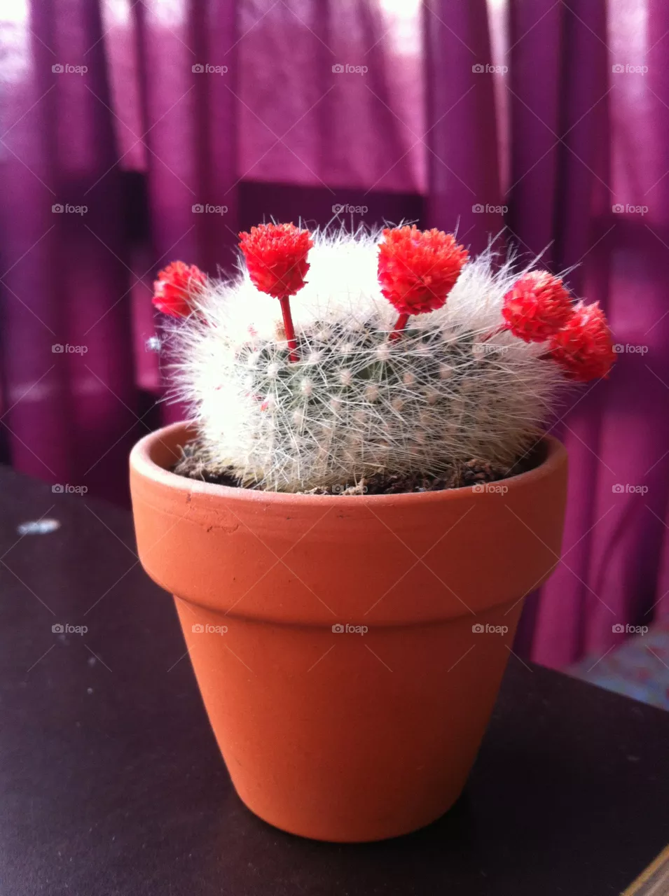 Cactus