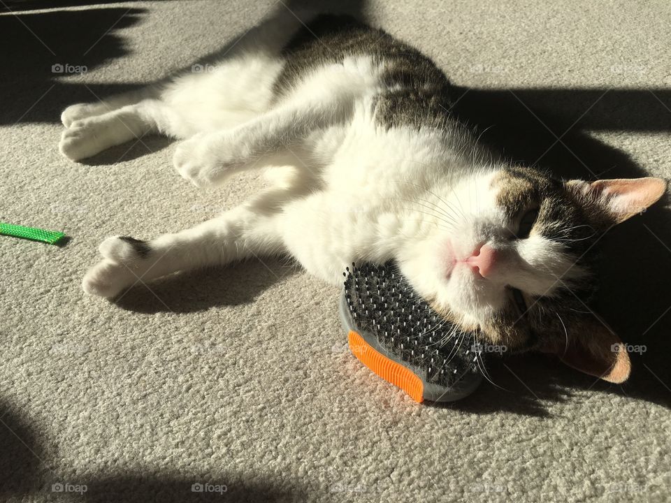 Blissfully happy, with her soft brush and the sunshine