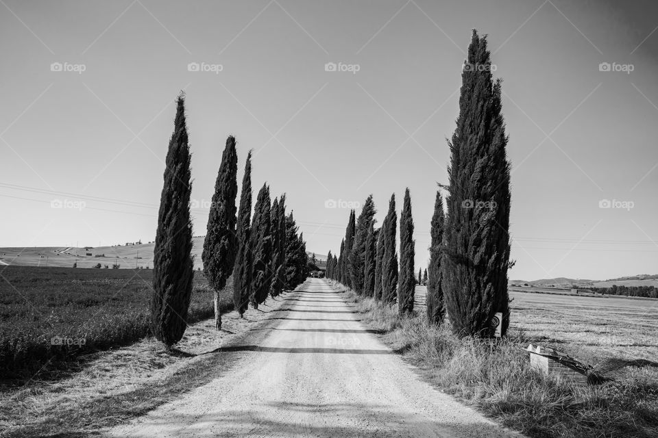 The path of cypresses in one of the Tuscan farmhouses in Val d’Orcia