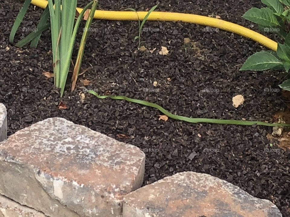 Garter snake sneaking around our flower beds. 