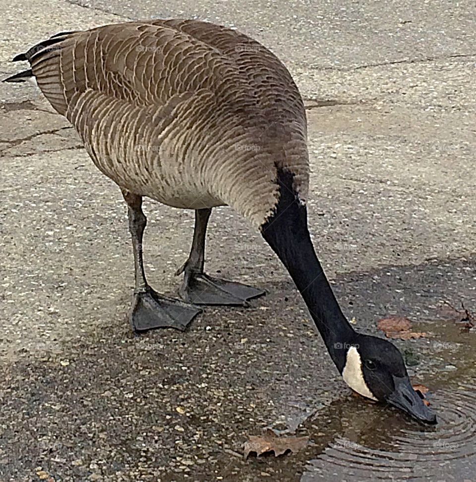 Goose drinking from a puddle