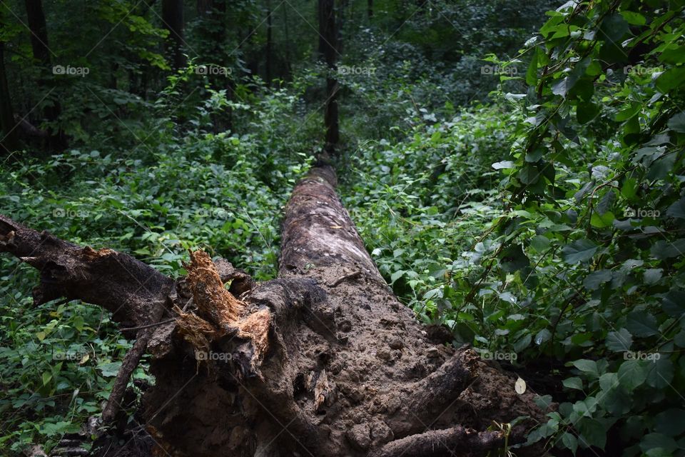 A fallen tree lays on the forest floor