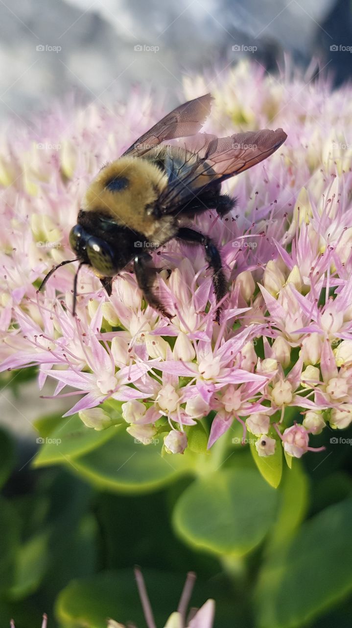 Bee in pink flowers
