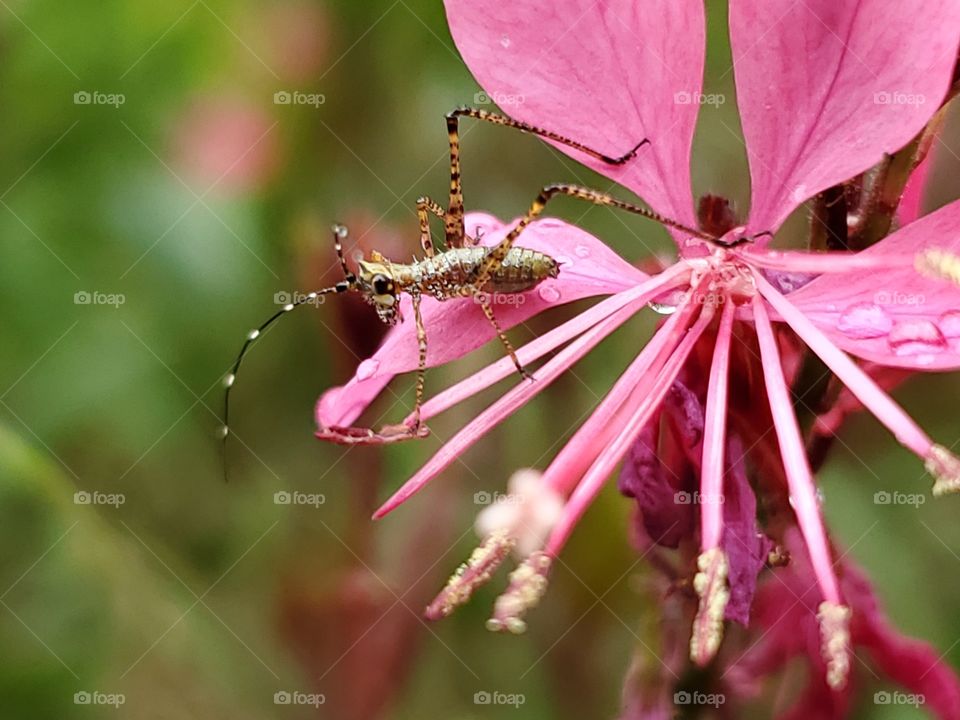 Closeup of Insect on a pink flower. Flower: Oenothera lindheimeri, formerly Gaura
lindheimeri, and commonly known as Lindheimer's beeblossom, pink gaura, Lindheimer's clockweed, and Indian feather, is a species of Oenothera.