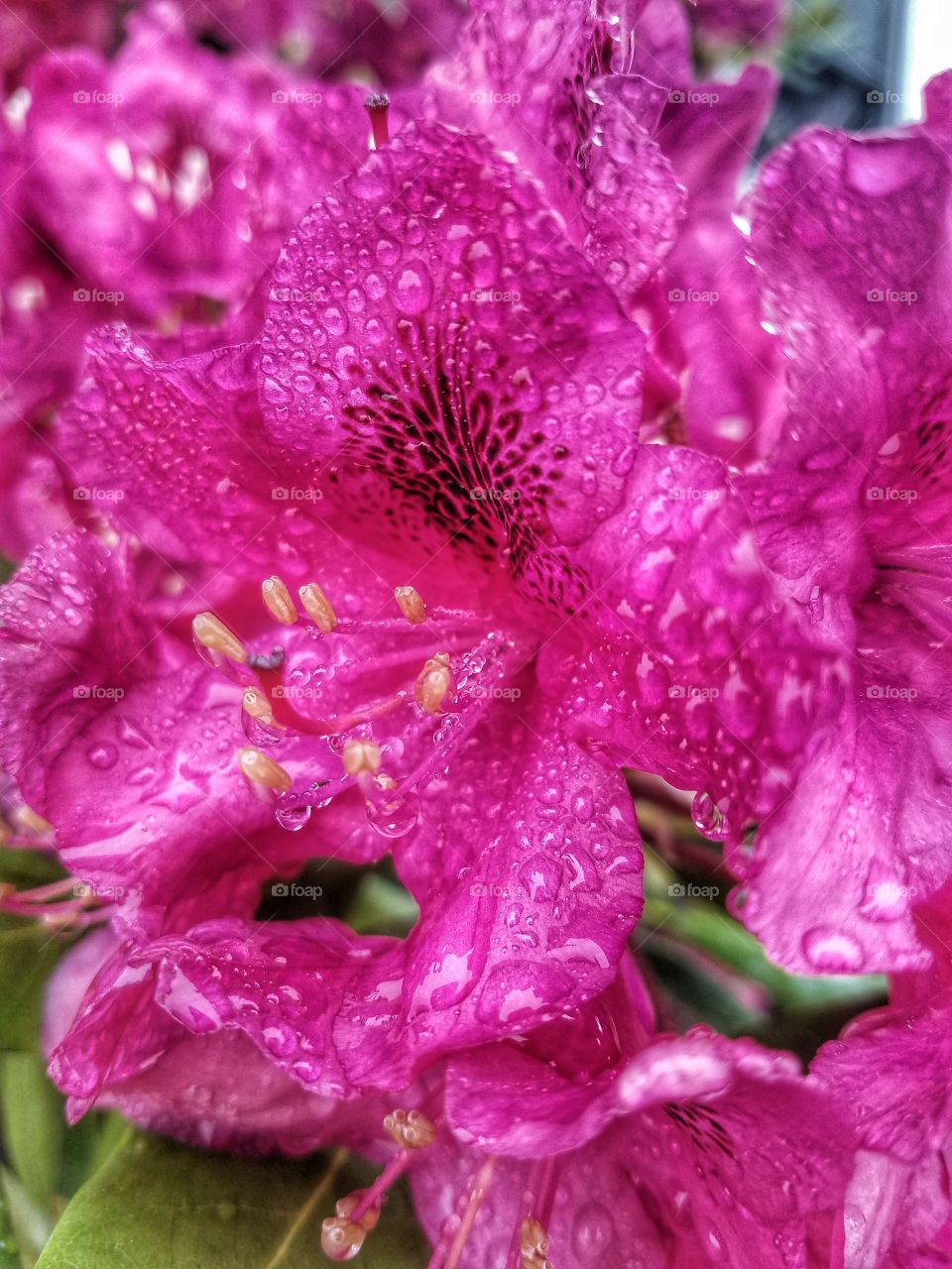 Dew Drops on Flowers