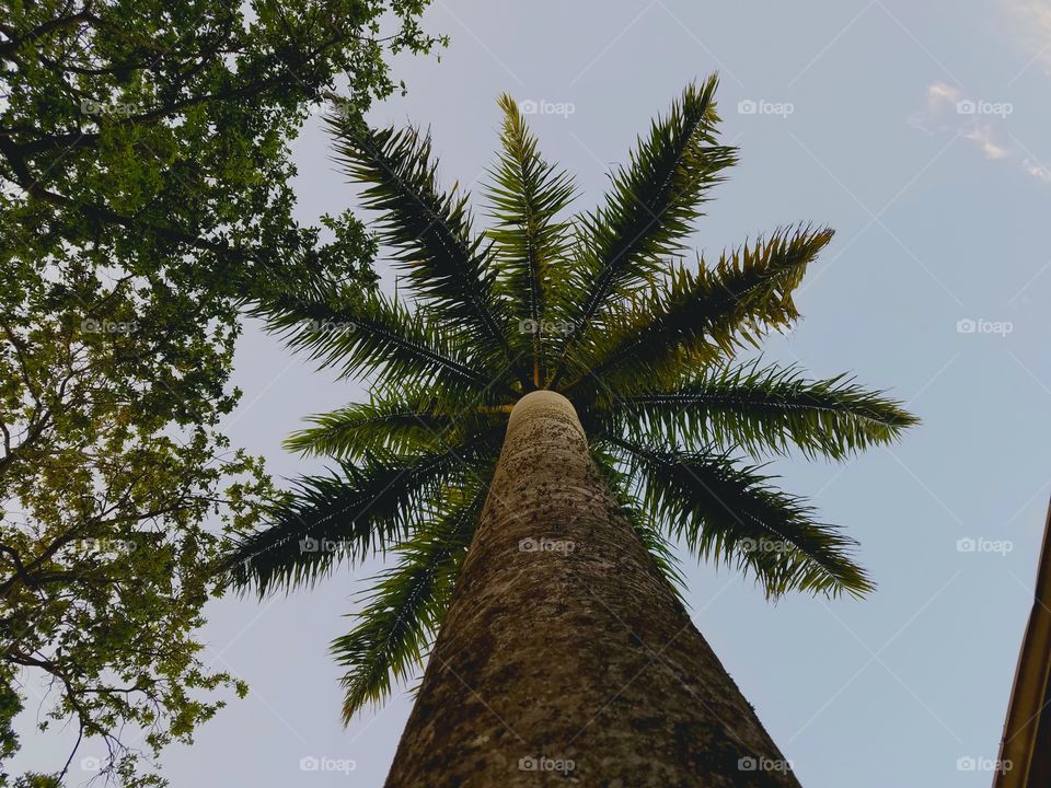 palm