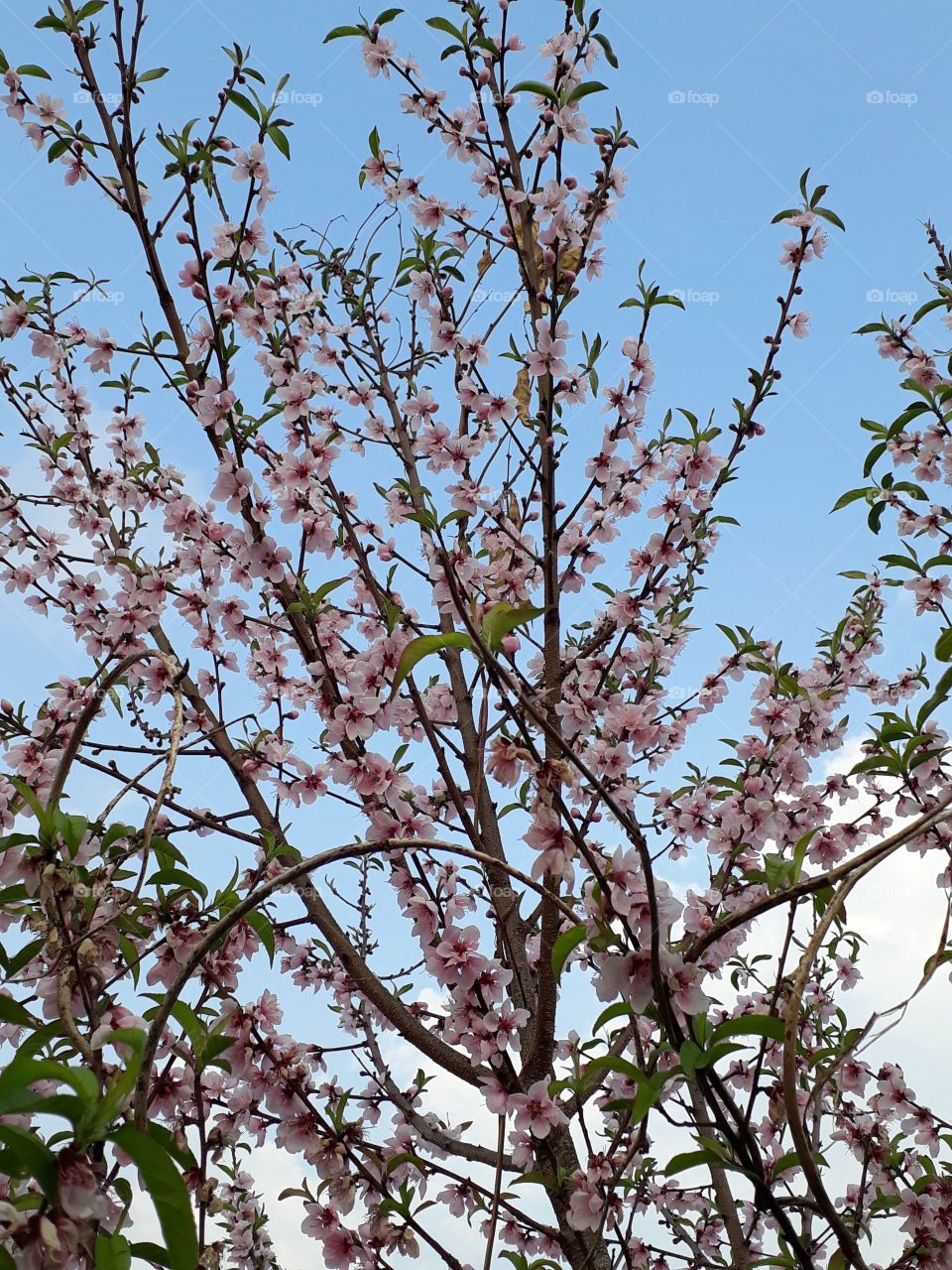 Spring time is here, so is the peach blossom time