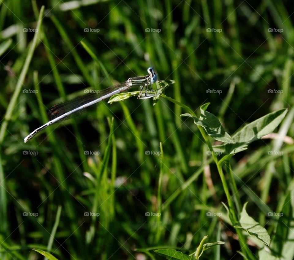 Dragonfly 