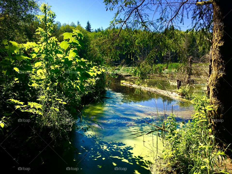 Beaver Pond, Port Gamble, Washington 