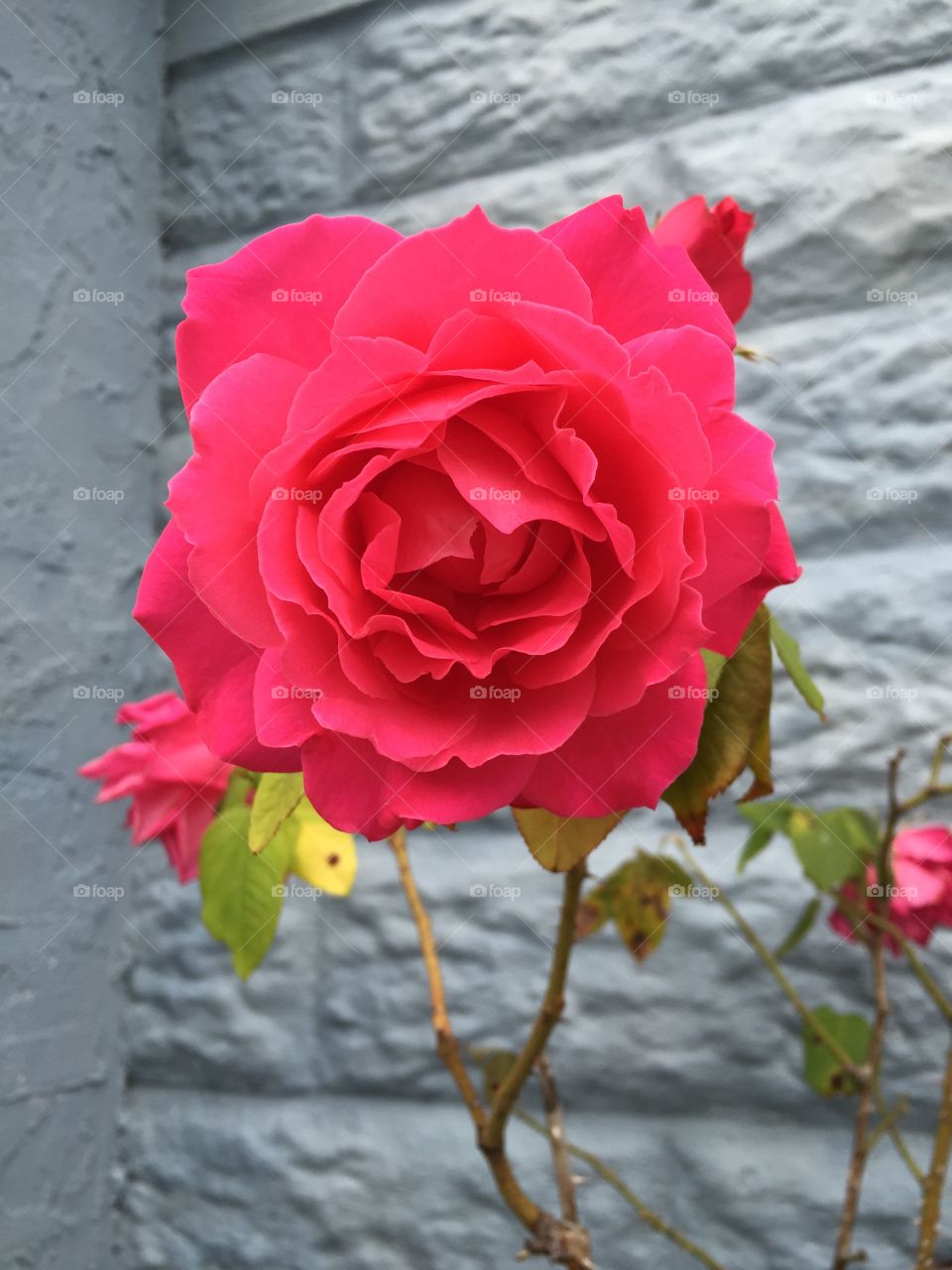 Grandmother's Rose