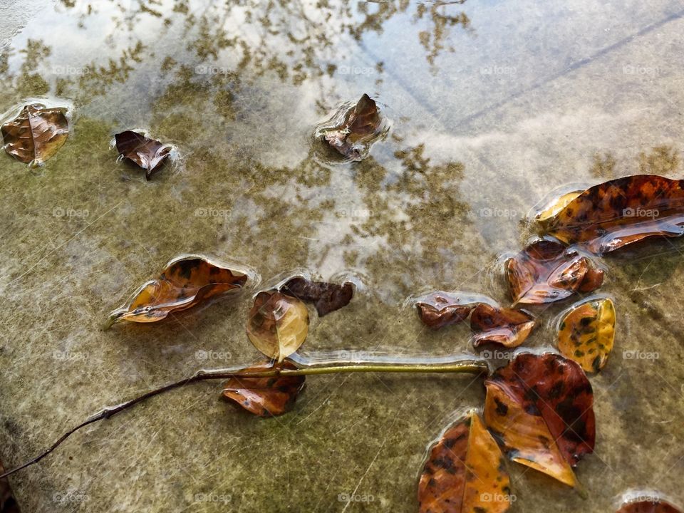 Tree reflection in a puddle after a rain with autumn foliage