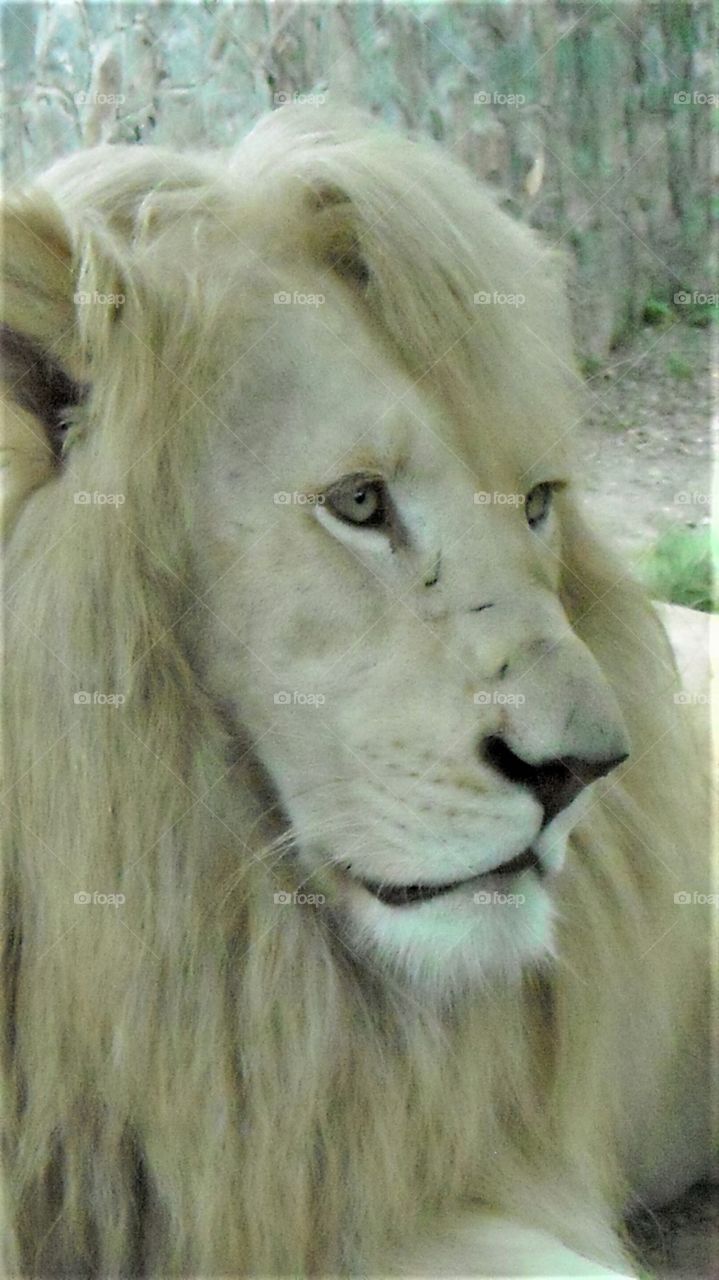 White lion